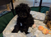 Toy poodle puppies KC reg Fully Vaccinated