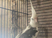 Cockatiel