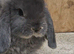 Pure  mini lops ready to leave 6th june
