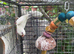 White Quaker parrot female