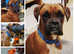 Boxer stud