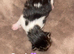 tabby kittens