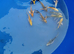 Beautiful koi from &pound;5