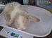 3 beautiful pure bred mini lops