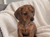 Miniature Dachshund Pups