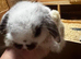 Gorgeous Mini Lop