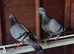 RACING PIGEONS