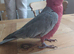 Male Galah 18 months old