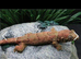 Breeding pair of chahoua gecko