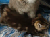 Tabby kitten