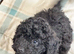 6 ABSOLUTELY STUNNING JET BLACK MINIATURE POODLES