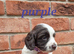 Cocker spaniel pups