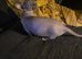 Bambino female for sale