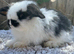 Pure mini lops.