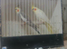 Cockatails