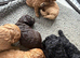 Black Cockapoo Pups