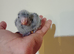 Hand rearing blue Baby quaker