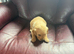 Two chunky male dogs left