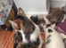 9 week old kittens for sale - friendly