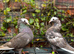 mokee youngsters availble