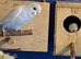 2 pairs of Adult Budgies