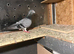 I have mix nice healthy breading pigeons sale