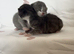 Gorgeous fluffy kittens