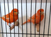 2 red factor canaries