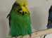 Selection of Budgies available