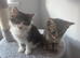 Two adorable kittens looking for a loving home