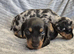 MINI SMOOTH DASCHUNDS READY JULY 8TH