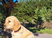 Show type working cocker spaniel puppies for sale