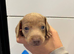 Stunning Miniature Dachshund pups