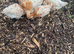 Chicks, 6 week old. Unsexed - off heat