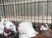 Fantails for sale