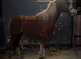 Welsh b filly
