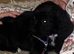 Cocker spaniel
