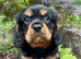 Quality KC registered cavalier puppy