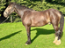 Chocolate Dun Irish Gelding