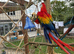 Proven pair bonded macaws