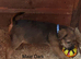 Jack Russell x Border Lakeland puppies