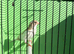 Canaries