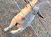 Male goat