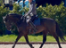 Stunning 5yr old gelding for sale