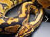 Breeding pair hypo project