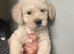 Goldendoodle Puppys for sale 2 girls left