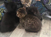 Kittens x 4