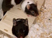 Baby hamsters silly tame