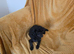 Tiny toy poodle