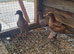 Raceing pigeons